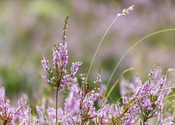 2800-romo-dvaergternen-11 Tatil Evi *